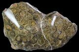 Polished Fossil Coral (Actinocyathus) - Morocco #110557-1